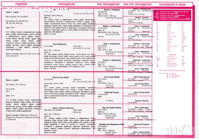 Развъдник”Georgiev Nouse”продава малки чистокръвни немски овчарки женски, снимка 16 - Немска овчарка - 51432181