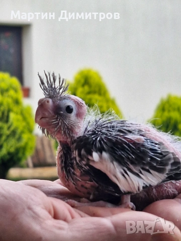 Малки белолики корелки , снимка 2 - Папагали - 54181451