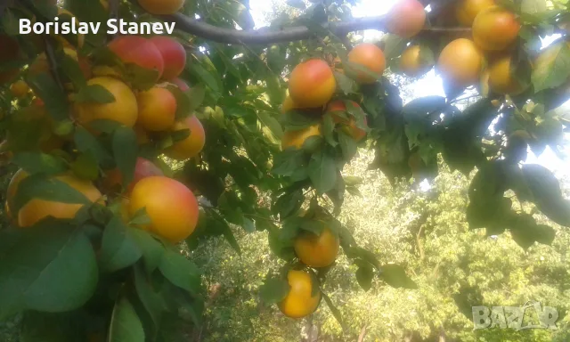 Двуетажна къща с овощна градина, снимка 15 - Къщи - 56341526