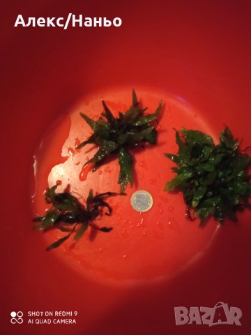 продавам анцуструси  по 2,5  лв и растения по 1-6 лв., снимка 11 - Рибки - 15308633