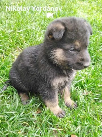 Немски овчарки на 2 месеца, снимка 6 - Немска овчарка - 52717798