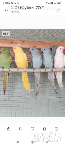 Птици на добри цени, снимка 4 - Папагали - 52712651
