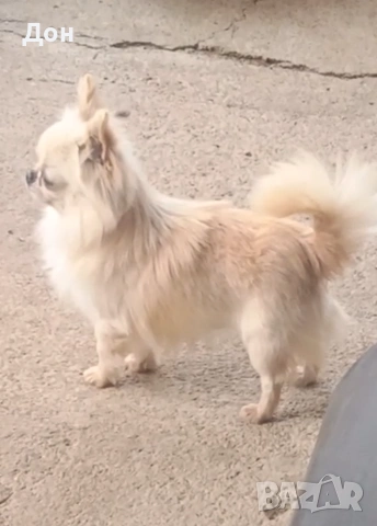 Мъжко 🩵 Чихуахуа търси своите дами🐾💓, снимка 8 - Чихуахуа - 53211220