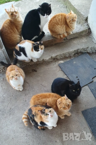 Рижави котета на 6 мес. търсят дом, снимка 15 - Други - 53116819