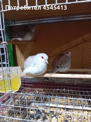 Папагали вълнисти, корели и какарики Смеещи се гугутки, снимка 5 - Папагали - 52896846