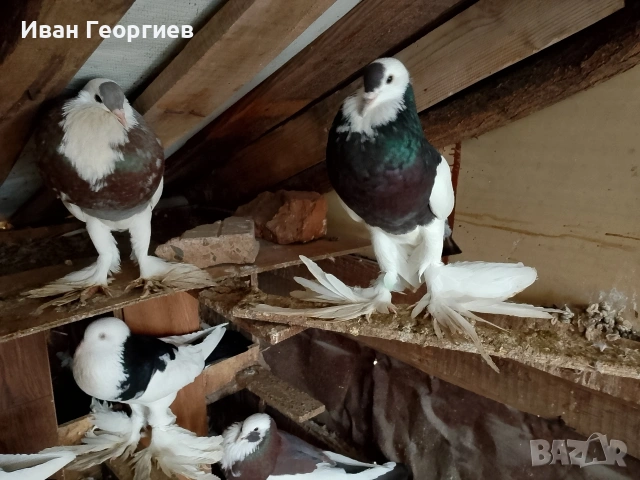 продавам гълъби болани , снимка 2 - Гълъби - 53265936