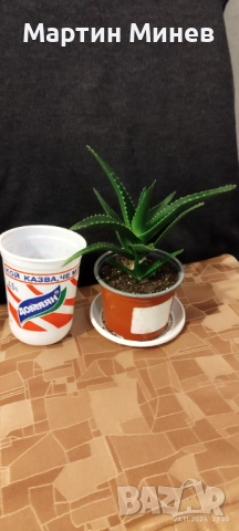 Филодендрон (Philodendron) / Сингониум (Syngonium), снимка 4 - Стайни растения - 47059632