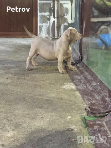 Американско були, снимка 8 - Питбул - 51911928