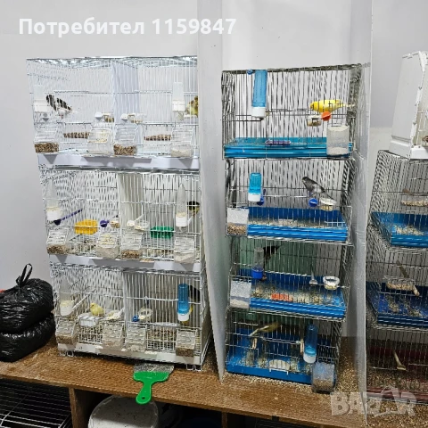 Канарчета , снимка 3 - Канари - 51305502