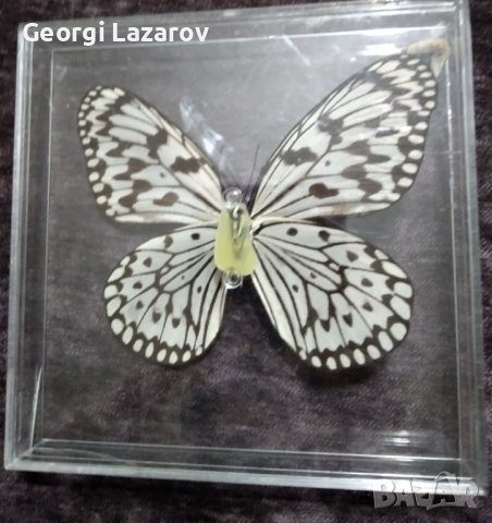 Пеперуда 4, снимка 2 - Картини - 42876928