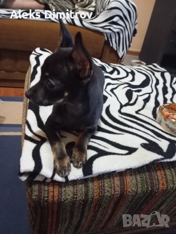 пинчер продавам , снимка 2 - Пинчер - 52895034