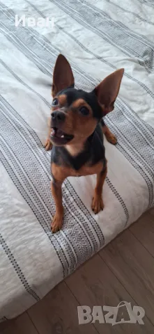 Мъжки пинчep cи тъpcи дaмa, снимка 3 - Пинчер - 47484682