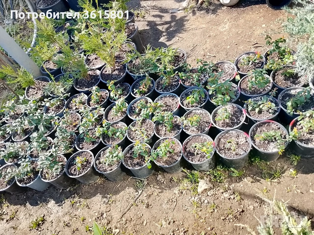 лавровишна , снимка 8 - Градински цветя и растения - 53971651