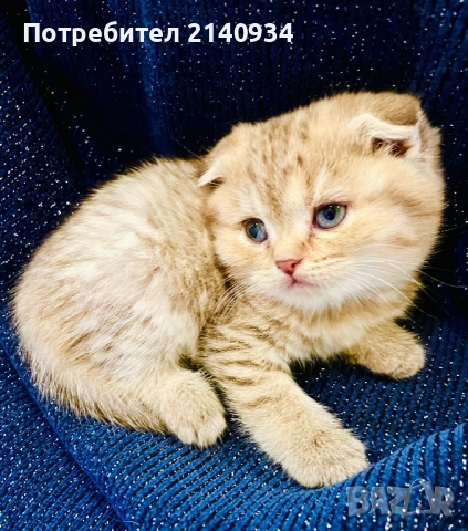 Шотландско клепоухо момиче с плюшена козина – златно таби, снимка 6 - Британска късокосместа - 52925984