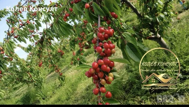 овощна градина село Узунджово, снимка 6 - Парцели - 56261615