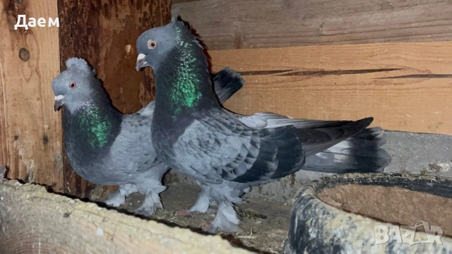 Мардини за игра и Спортни Пощи, снимка 6 - Гълъби - 54296862