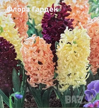 Луковици ЗЮМБЮЛ - Предварителни поръчки, снимка 15 - Градински цветя и растения - 51033126