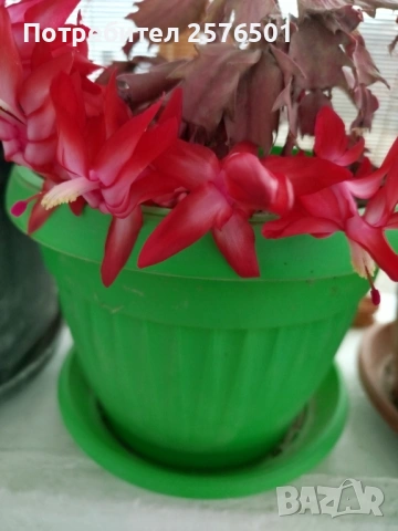 Продавам различни сортове нарциси и коледници, снимка 6 - Сортови семена и луковици - 54037499