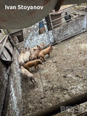 Прасенца , снимка 2 - Прасета - 54025339