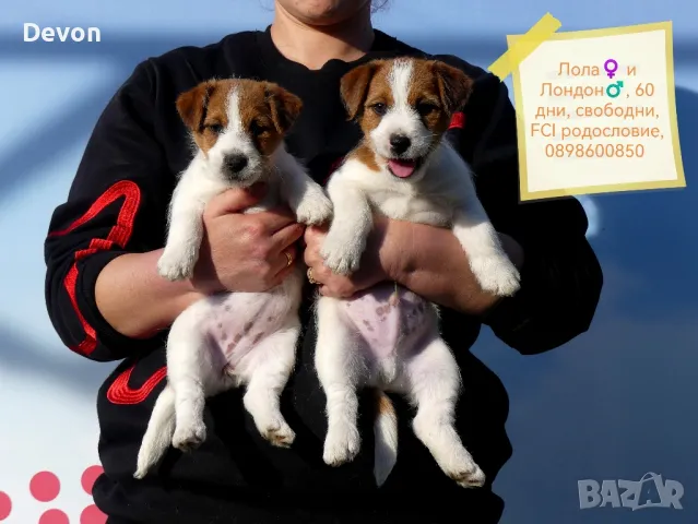 Джак Ръсел Териер, родословие, снимка 6 - Джак ръсел териер - 41122946