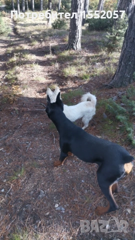 Доберман - мъжки, снимка 3 - Доберман - 53242746