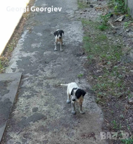 подарявам кученца