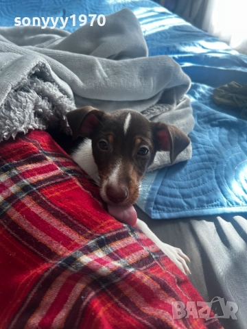 ПРОДАВАМЕ ДЖАК РЪСЕЛ-ЖЕНСКО 2010251955, снимка 3 - Джак ръсел териер - 52122217