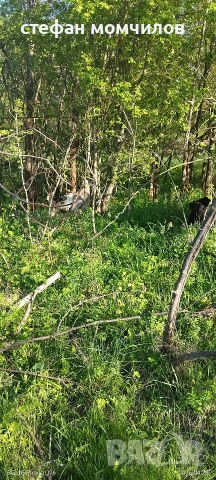 ярета, снимка 2 - Кози - 54345173