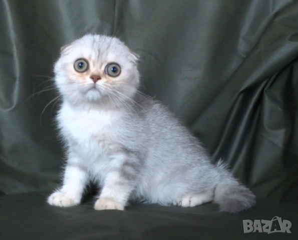 Чинчила - клепоухо късокосместо