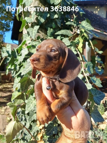 Мини дакел, снимка 3 - Дакели - 52310833