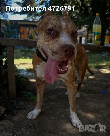 Подарявам Питбул Мерле 