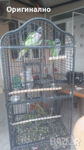 Китайски александър, Голям александър, Розовогърдести Александри , снимка 11 - Папагали - 50076873