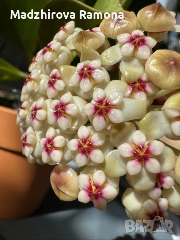 Хоя. Hoya Pachyclada red corona 