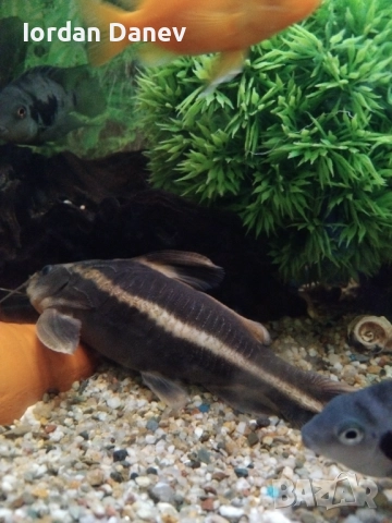 Сом платидорас 