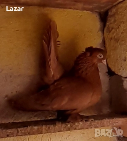 Продавам Ростовски, снимка 3 - Гълъби - 54044873