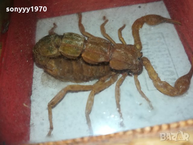 скорпион-внос france 1910201740, снимка 14 - Колекции - 30478693