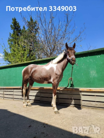 Продава се Райд пони, снимка 2 - Коне - 52967059