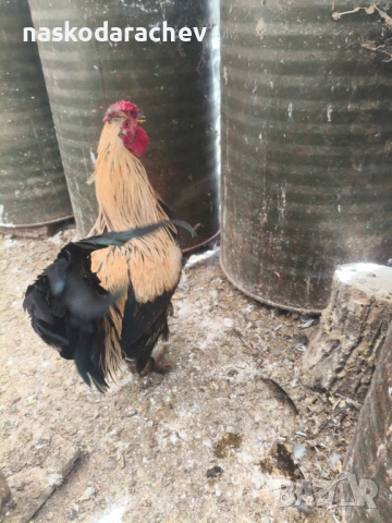 Продавам петли за клане за Петльовден или за разплод, снимка 14 - Кокошки и пуйки - 53021356