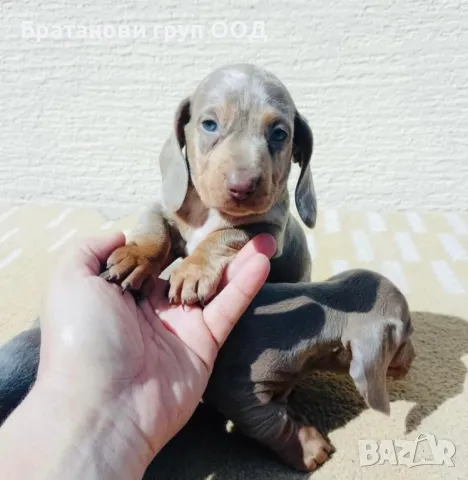 Дакели Изабела, снимка 2 - Дакели - 47407244