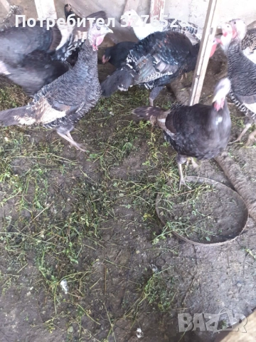 Продавам пуйки , снимка 2 - Кокошки и пуйки - 52735699
