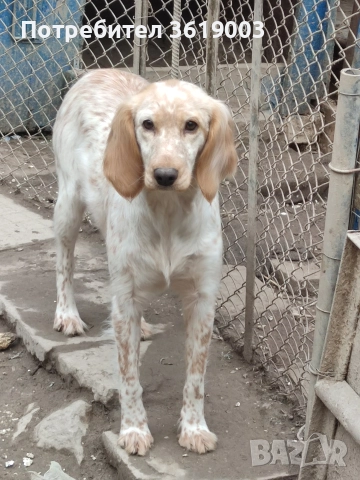 Английски сетер , снимка 2 - Английски сетери - 52886877