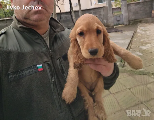 Кокер Шпаньол,, , снимка 4 - Кокер шпаньол - 56493038