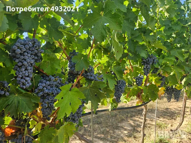 Продавам грозде, снимка 8 - Сортови семена и луковици - 55837485