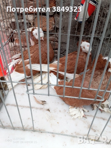 бернбургски тръбачи