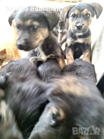 Подарявам кученца, снимка 3 - Други - 52349355