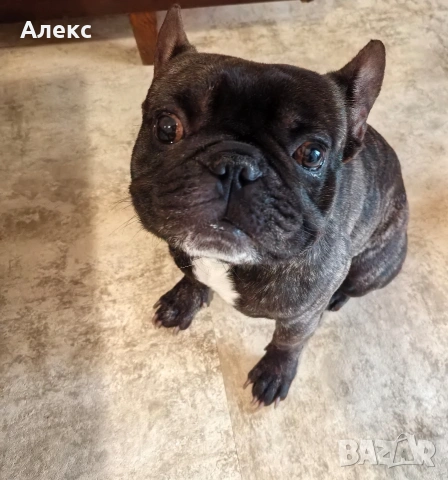 Френски булдог на 3 години, снимка 4 - Други - 54364241