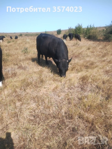 Месодайни телета, снимка 8 - Крави - 54245143