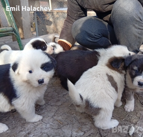 Продавам каракачански кученца 