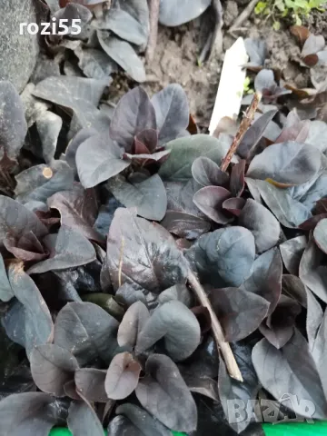 Продавам многогодишни студоустойчиви цветя от моята градина на гол корен., снимка 4 - Градински цветя и растения - 49873504