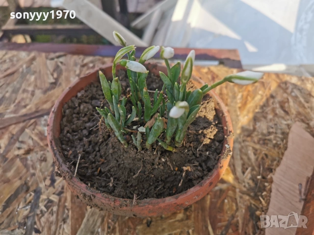 ЕКО КОКИЧЕ-ДОМАШНО 3001261607, снимка 14 - Градински цветя и растения - 53285139